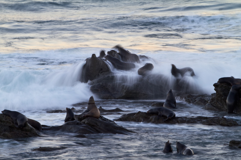 Waves Breaking Over Rocks And California Sea Lions